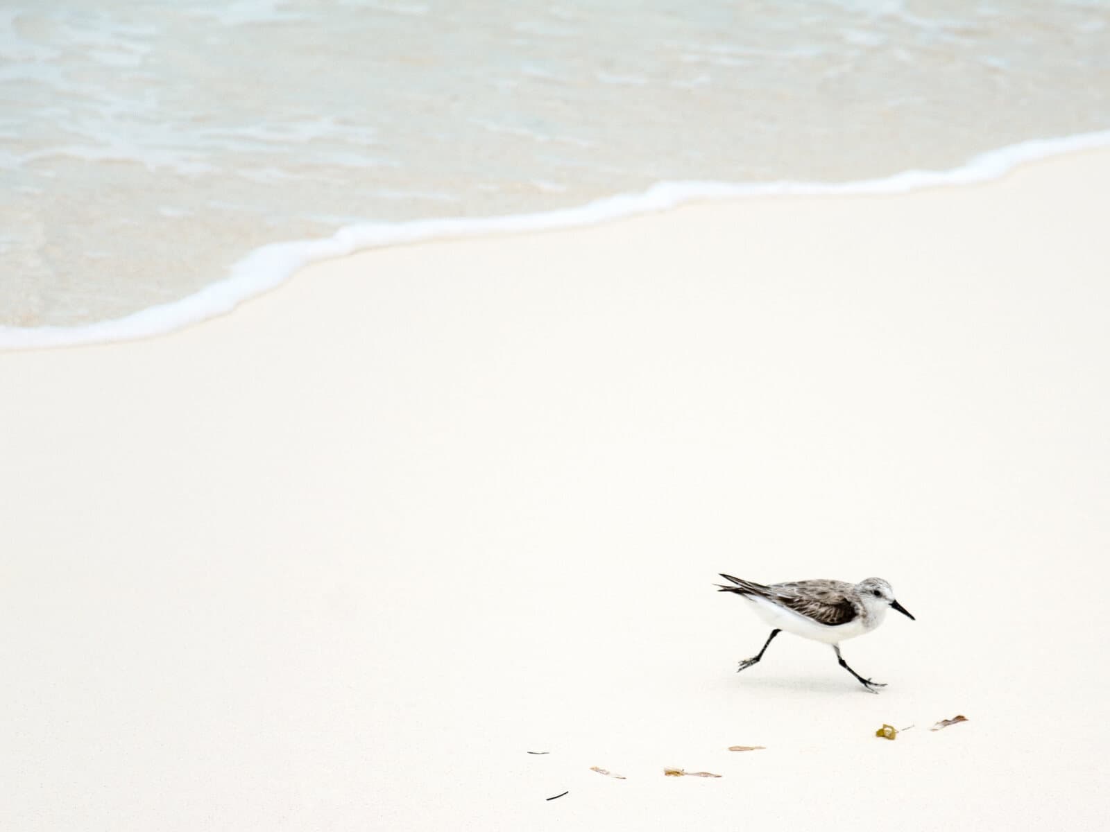San Jose Island